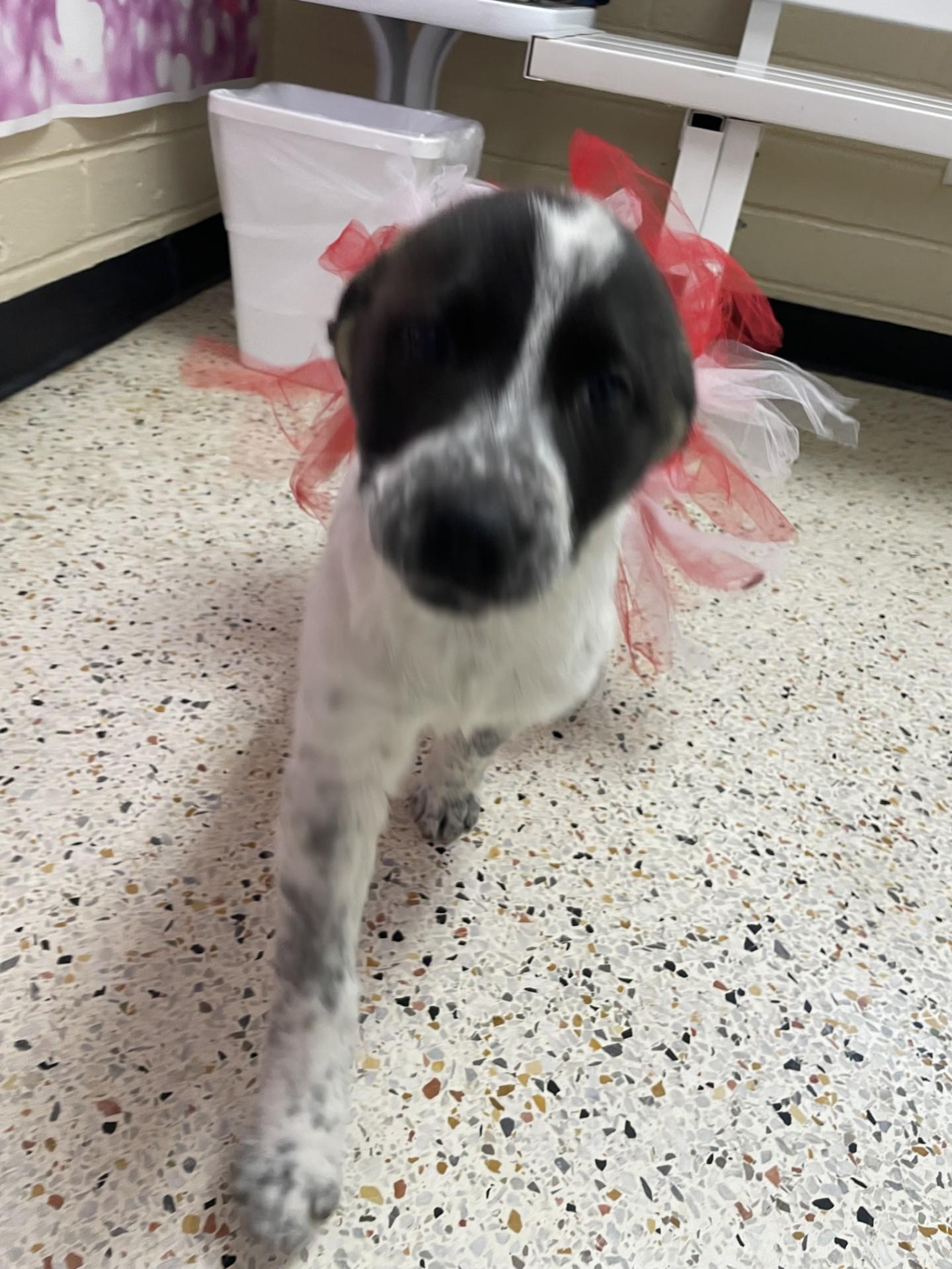 Enlarge Esme7285 (RESCUED), a ADOPTABLE mixed breed in Rocky Mount, NC image 3/4