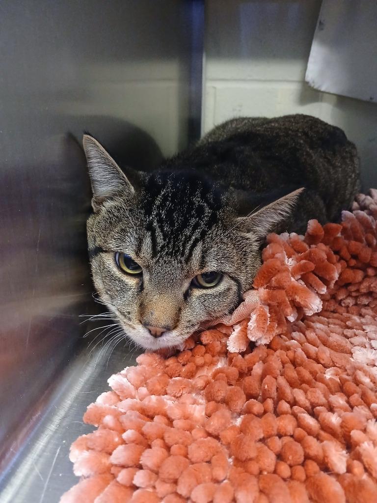 King Kong Kitty - Working Cat, Adoptable, Adult Male Domestic Short Hair.