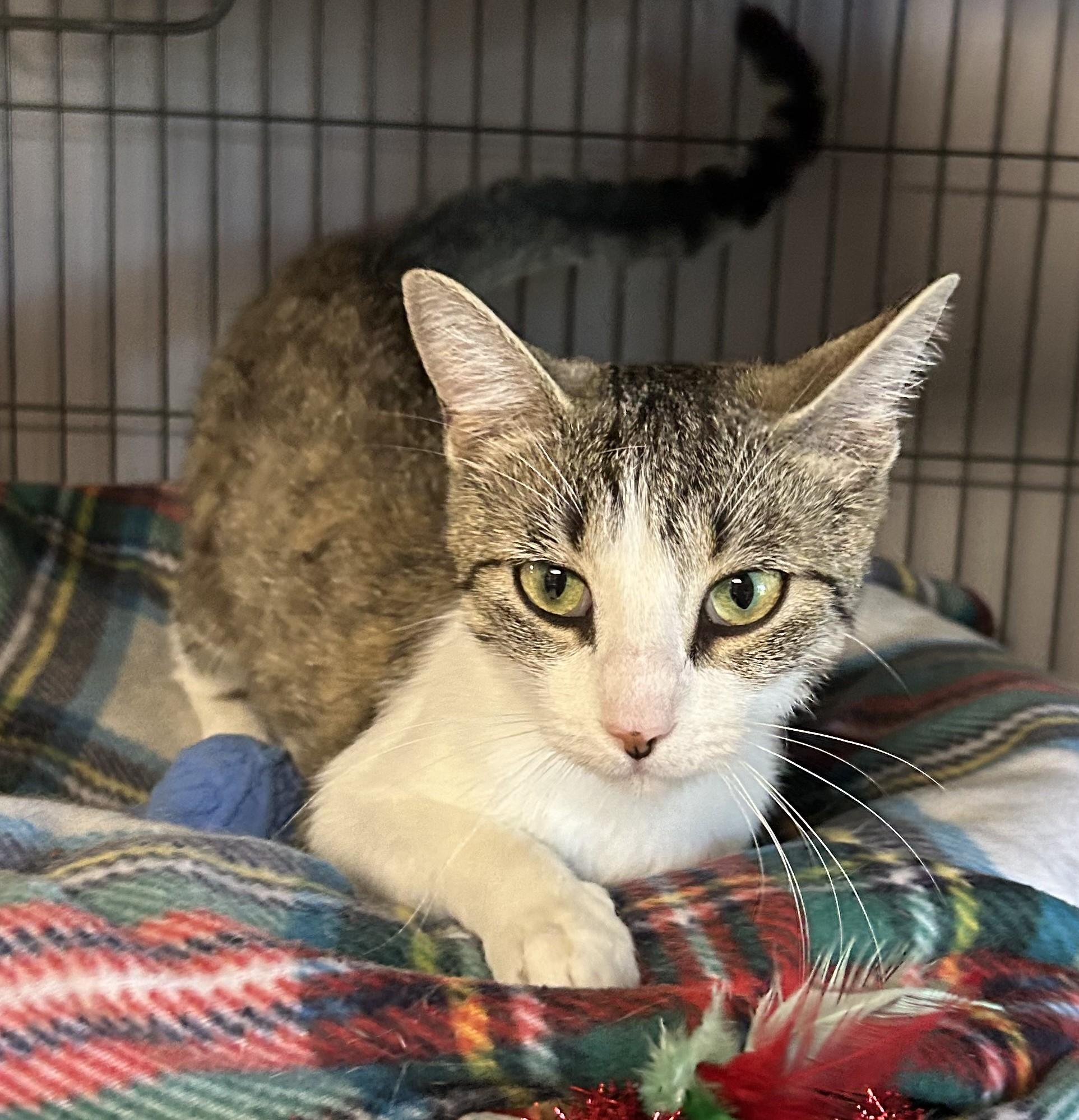 Millie Bobby Brown, a Adoptable Tabby in Columbus, OH image 3/6