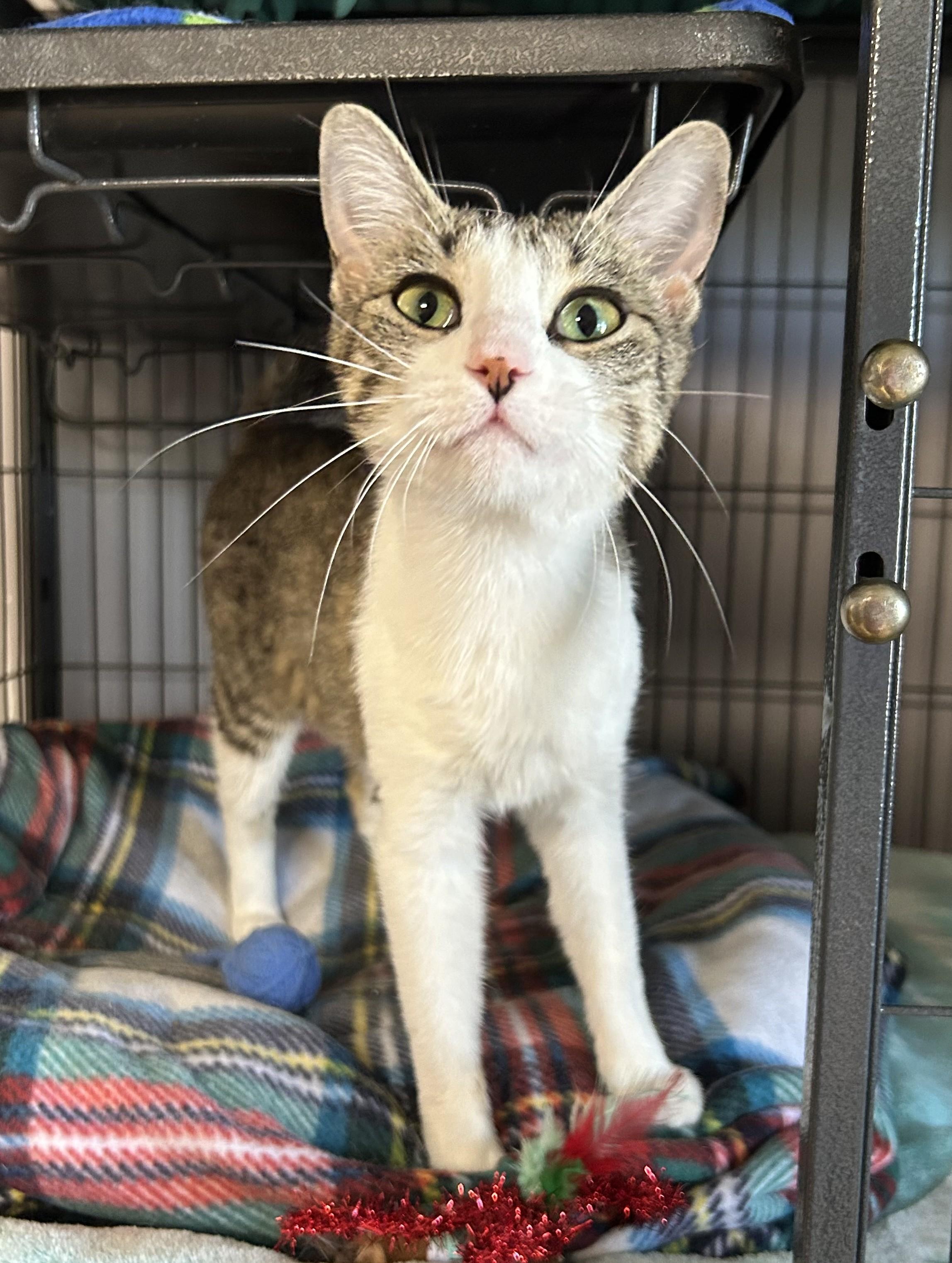 Millie Bobby Brown, a Adoptable Tabby in Columbus, OH image 4/6
