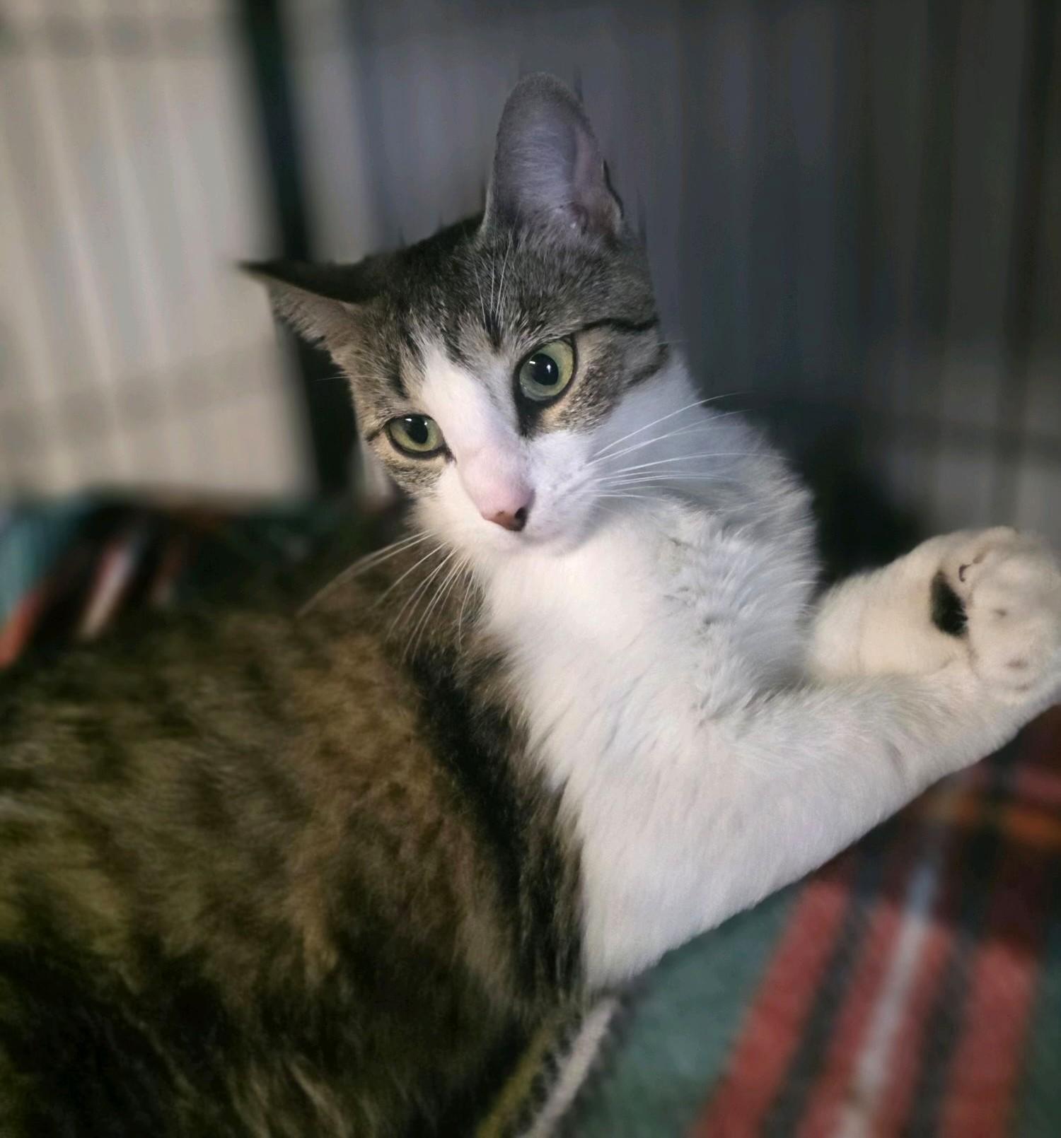 Millie Bobby Brown, a Adoptable Tabby in Columbus, OH image 1/6