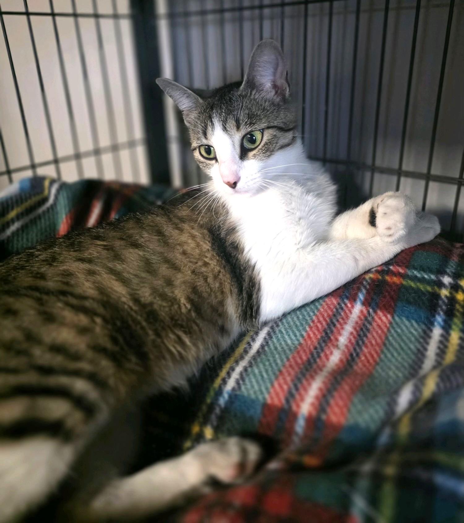 Millie Bobby Brown, a Adoptable Tabby in Columbus, OH image 2/6