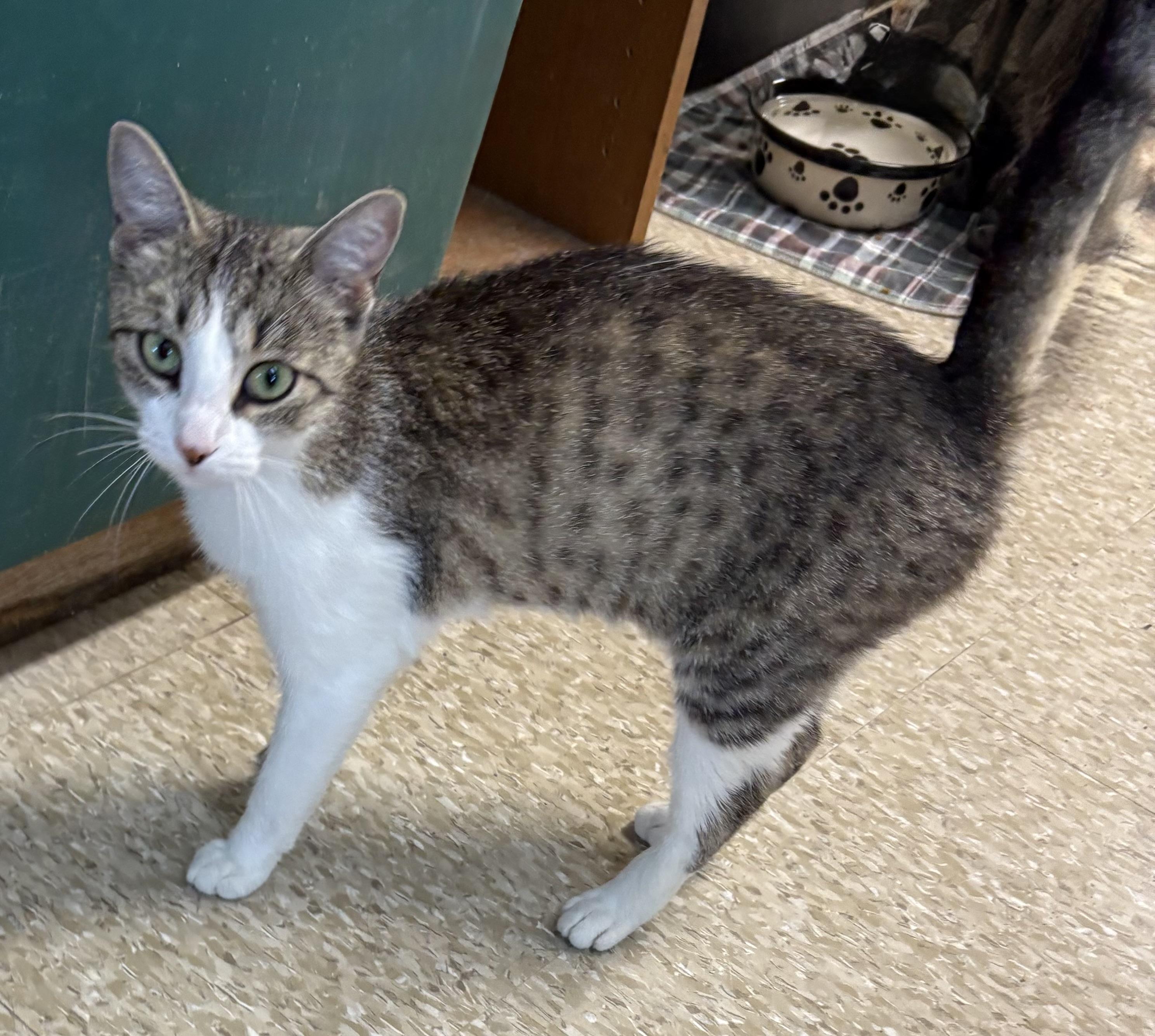 Millie Bobby Brown, a Adoptable Tabby in Columbus, OH image 5/6