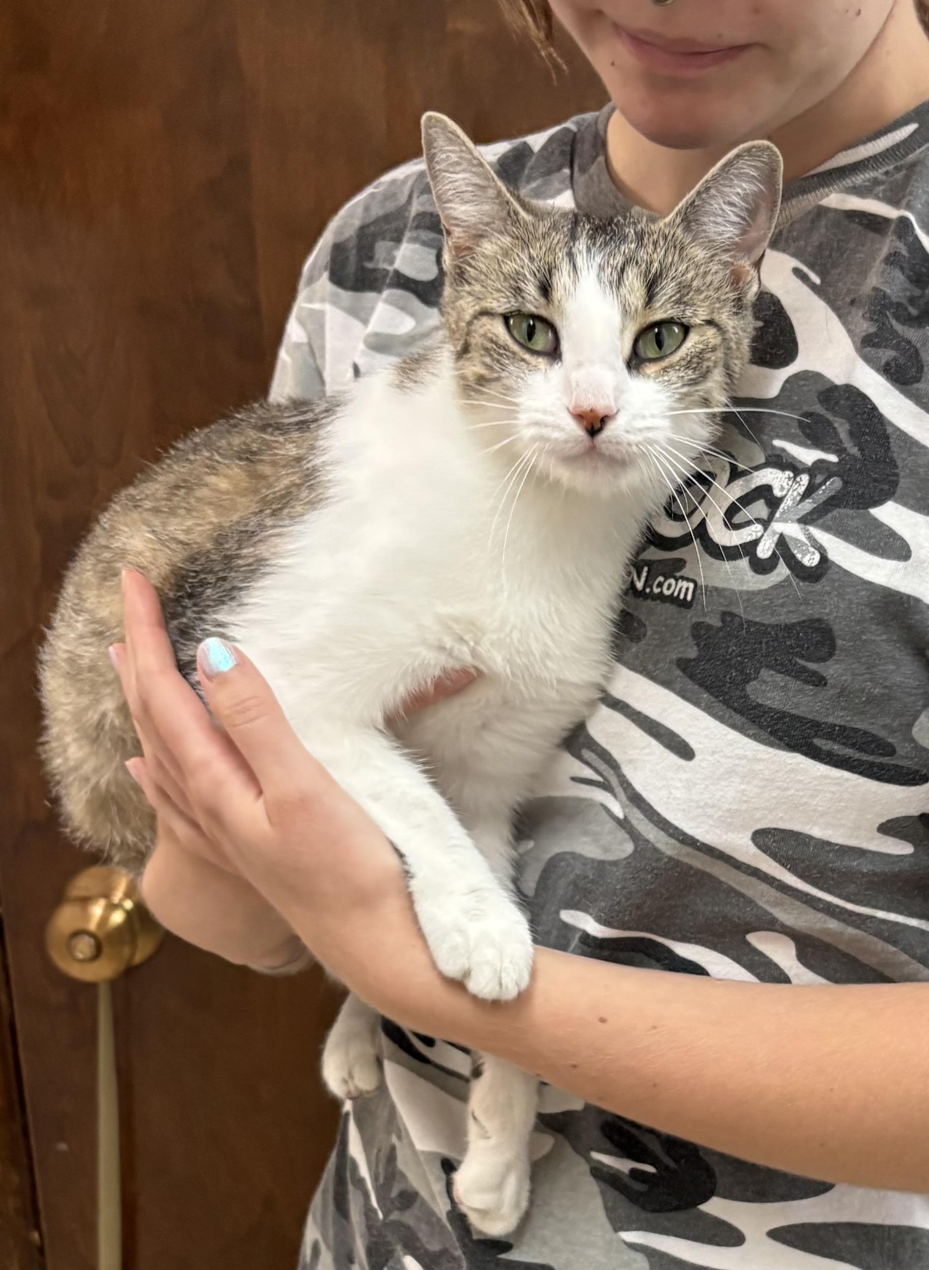 Millie Bobby Brown, a Adoptable Tabby in Columbus, OH image 6/6