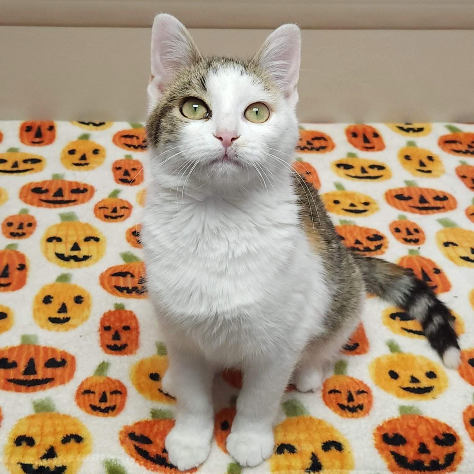 Pacifica thumbnail 5