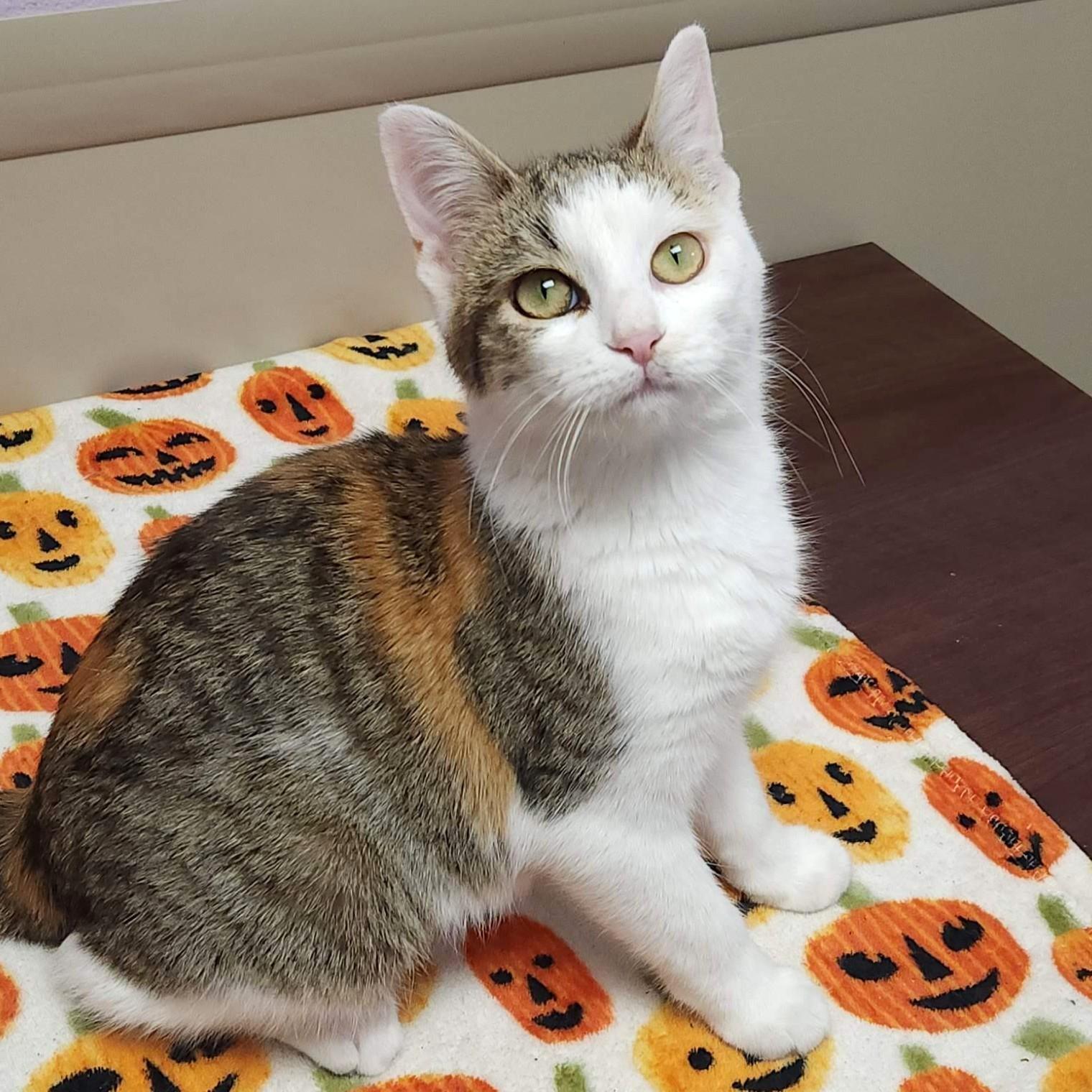 Pacifica thumbnail 6