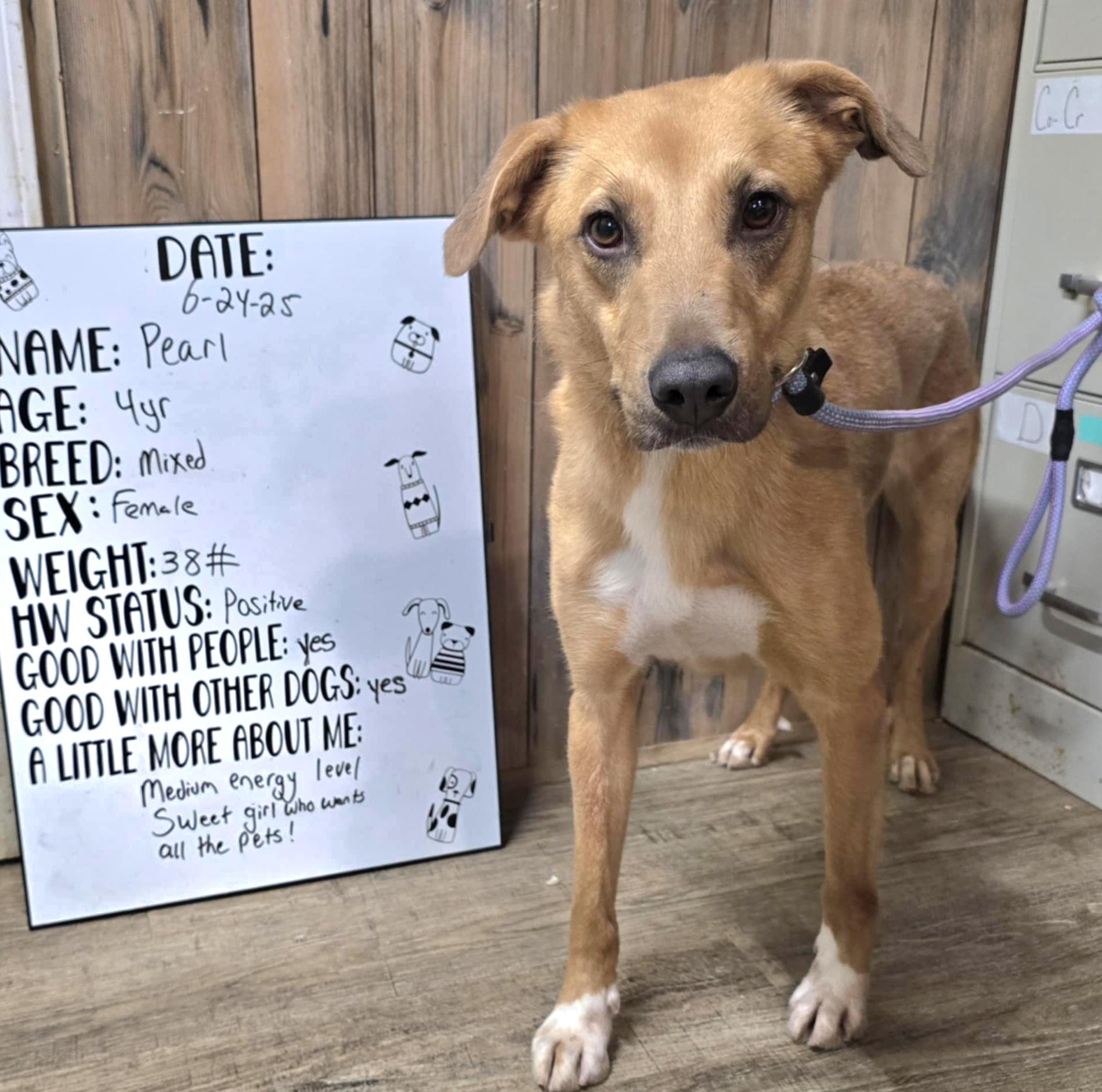 Pearl, Adoptable, Adult Female Yellow Labrador Retriever.
