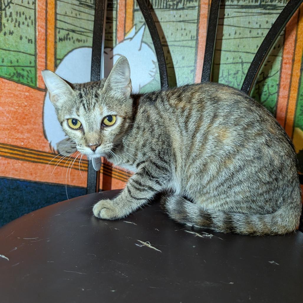 Enlarge Bella Bravo, a Adoptable Domestic Short Hair in Long Beach, CA image 2/2