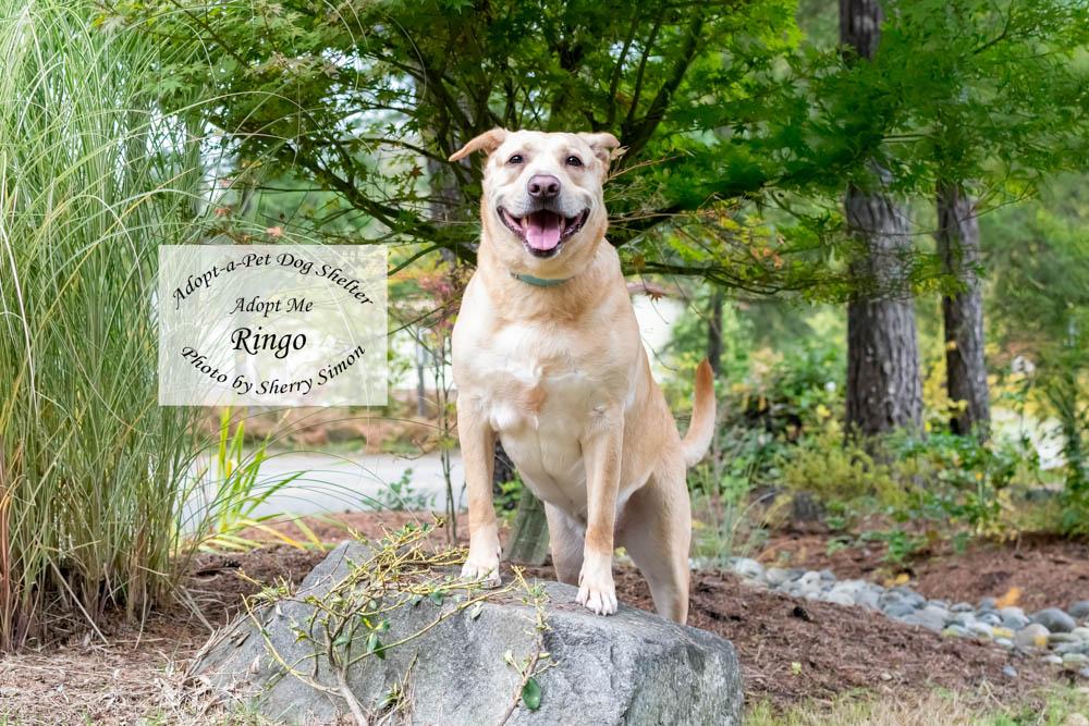 RINGO, an adoptable Labrador Retriever in Shelton, WA, 98584 | Photo Image 4