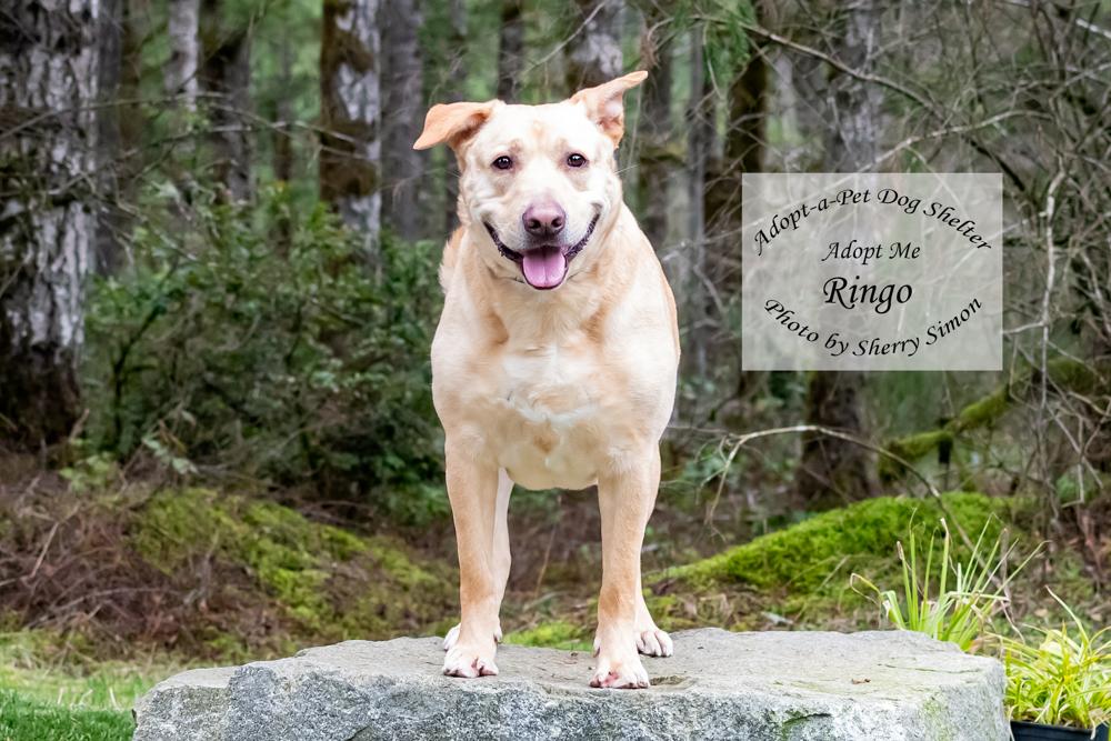 RINGO, an adoptable Labrador Retriever in Shelton, WA, 98584 | Photo Image 3