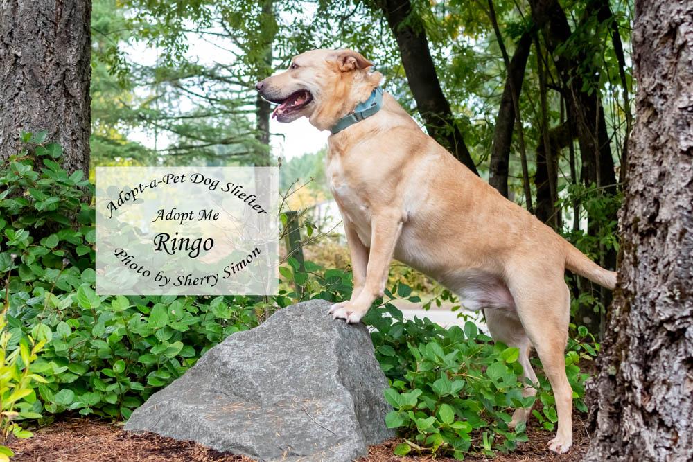 RINGO, a Adoptable mixed breed in Shelton, WA image 5/6