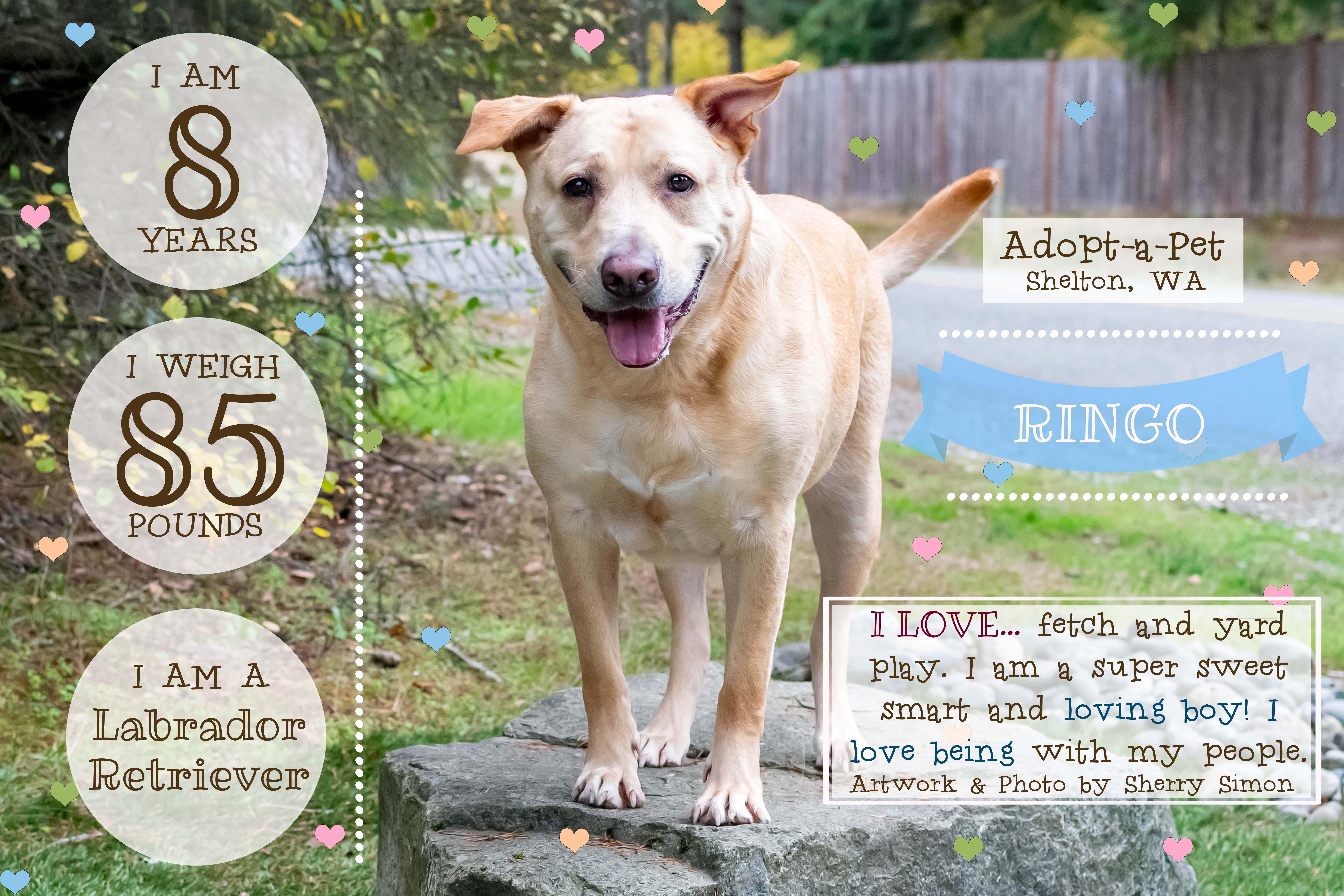 RINGO, a Adoptable mixed breed in Shelton, WA image 2/6