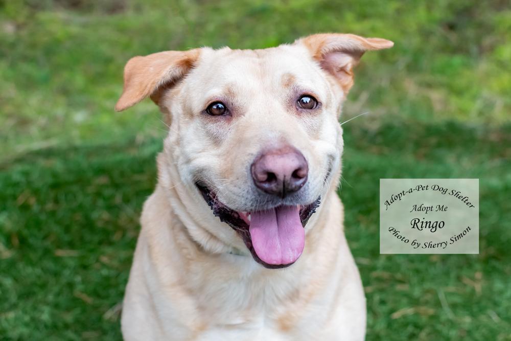 RINGO, an adoptable Labrador Retriever in Shelton, WA, 98584 | Photo Image 1