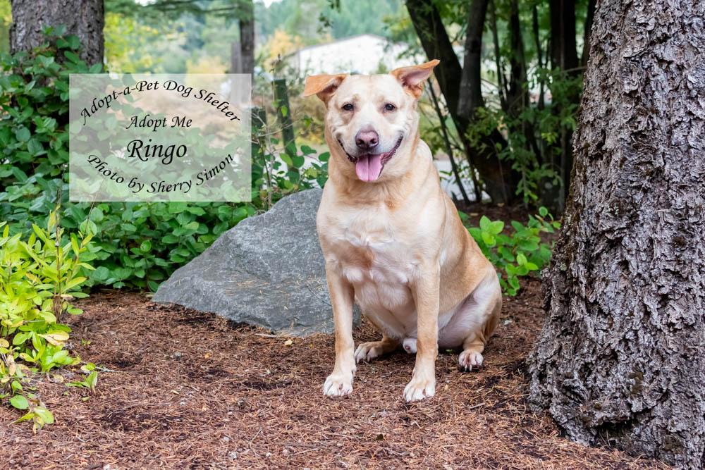 RINGO, an adoptable Labrador Retriever in Shelton, WA, 98584 | Photo Image 5