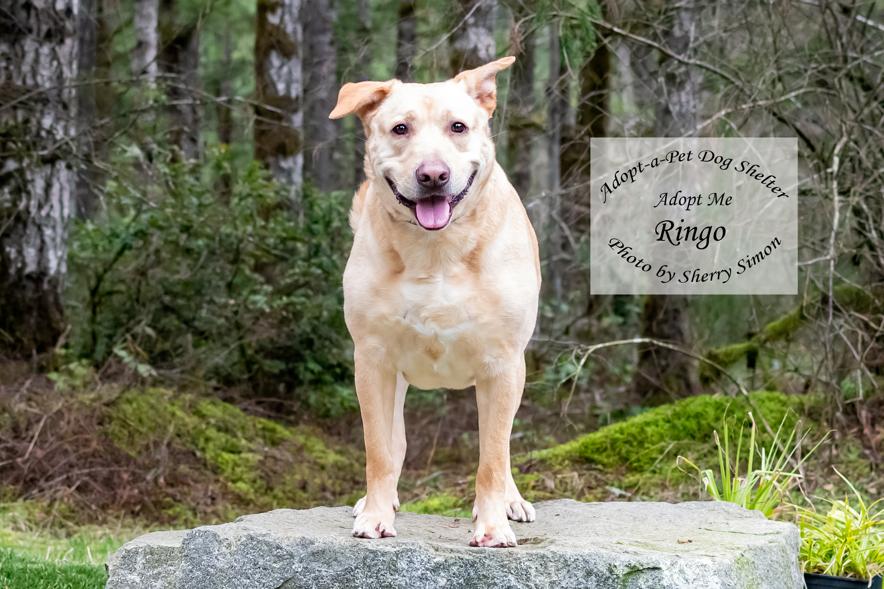RINGO photo 4