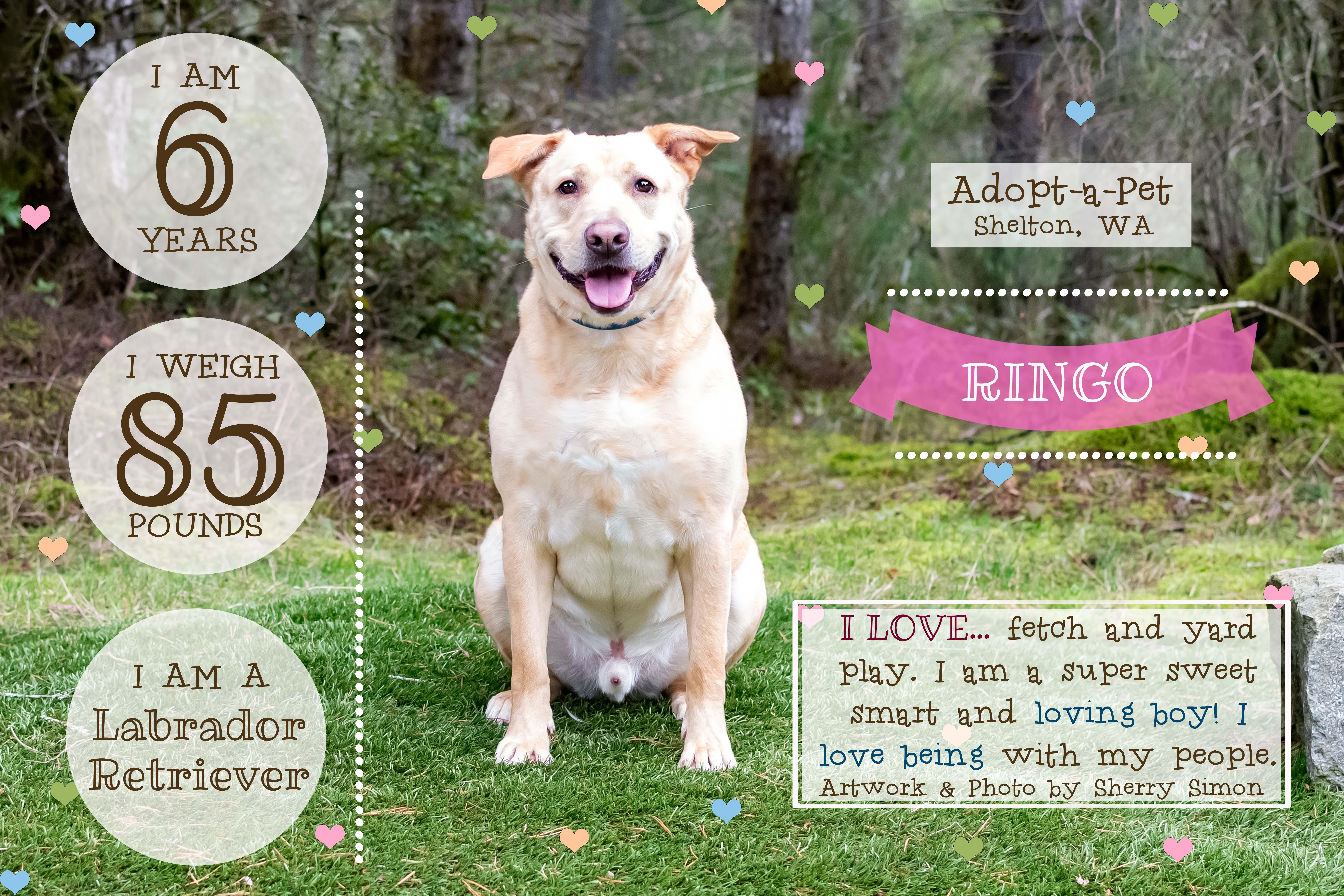 RINGO, an adoptable Labrador Retriever in Shelton, WA, 98584 | Photo Image 2