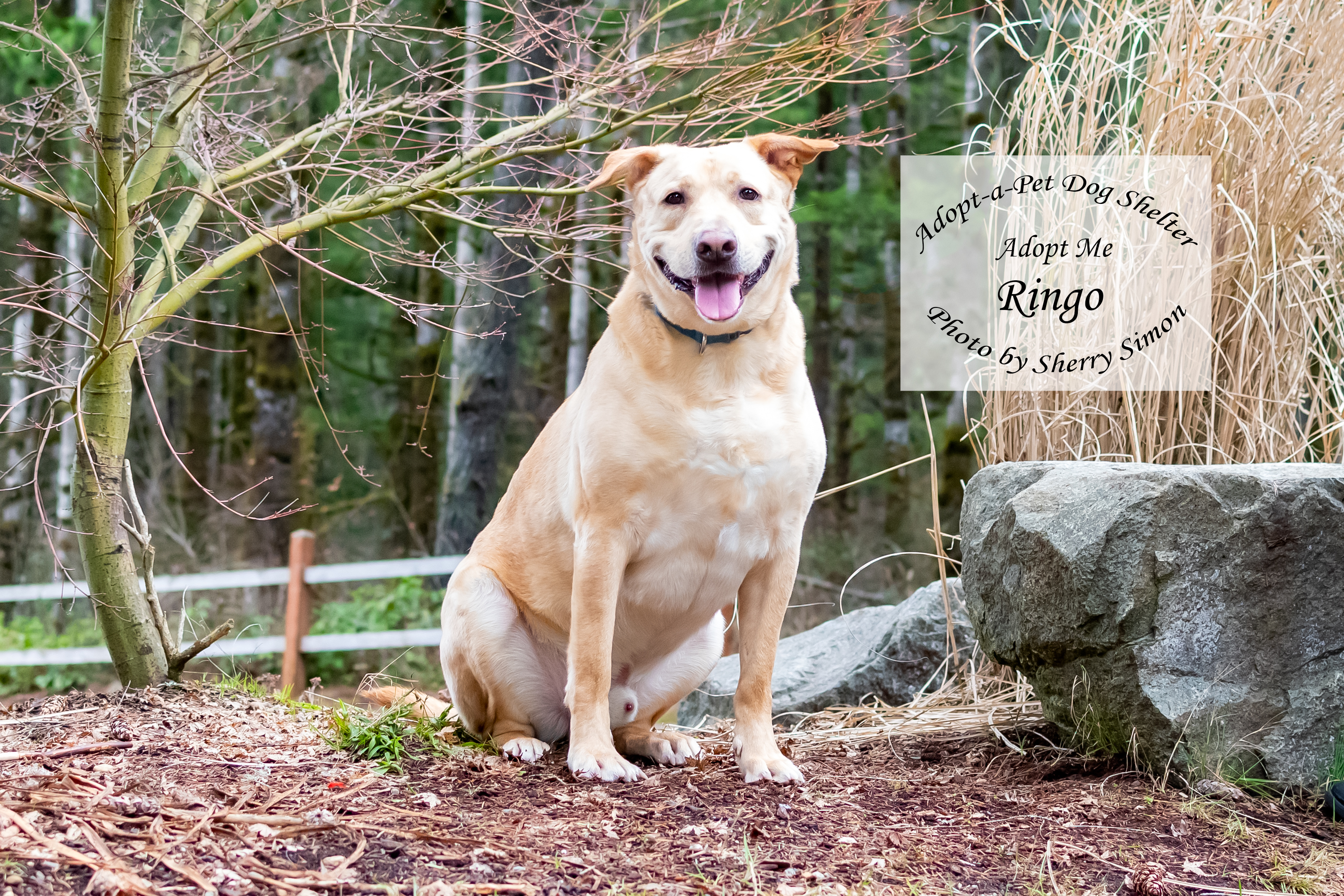 RINGO photo 5
