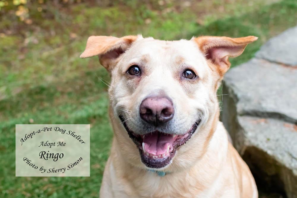 RINGO, a Adoptable mixed breed in Shelton, WA image 1/6