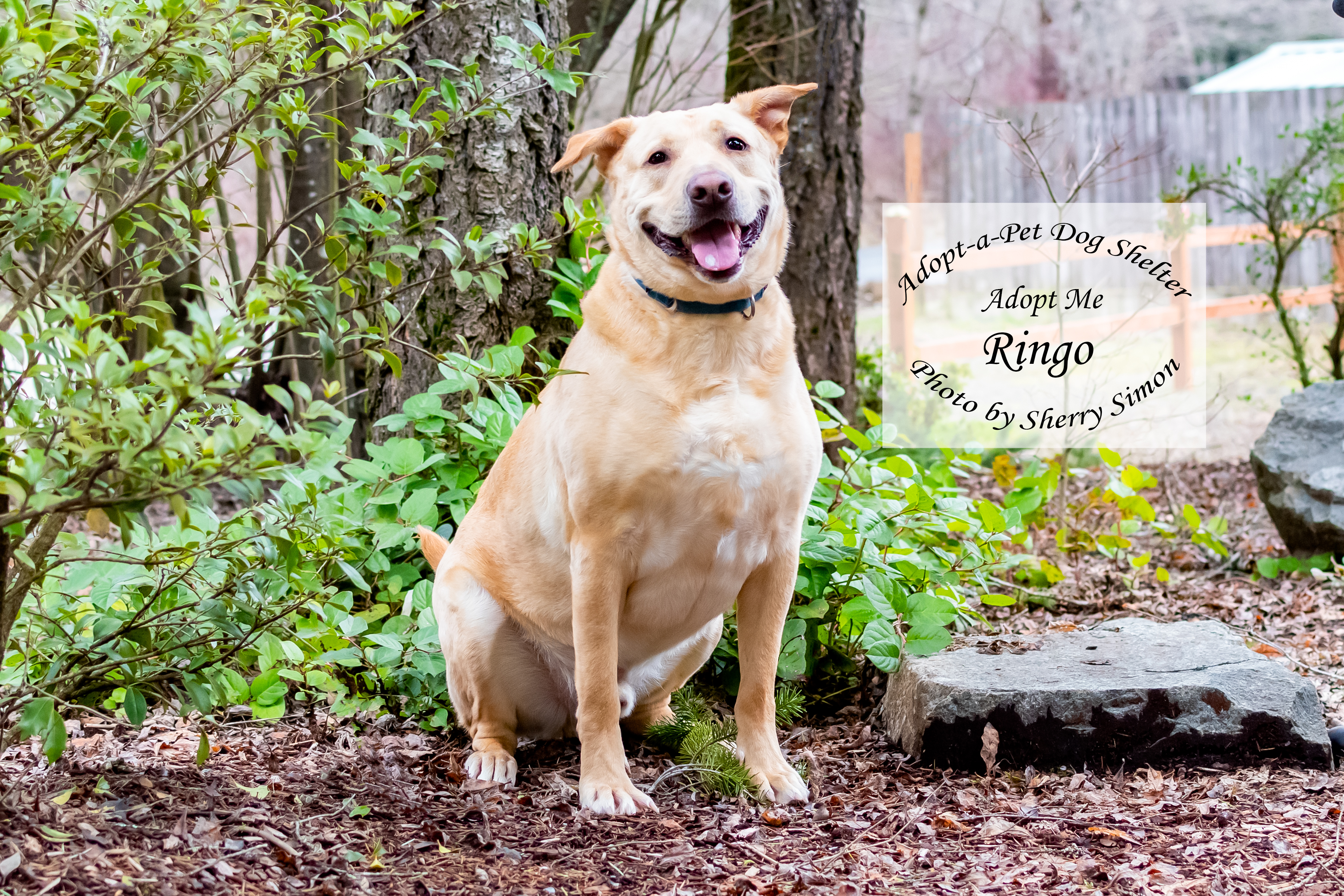 RINGO photo 6