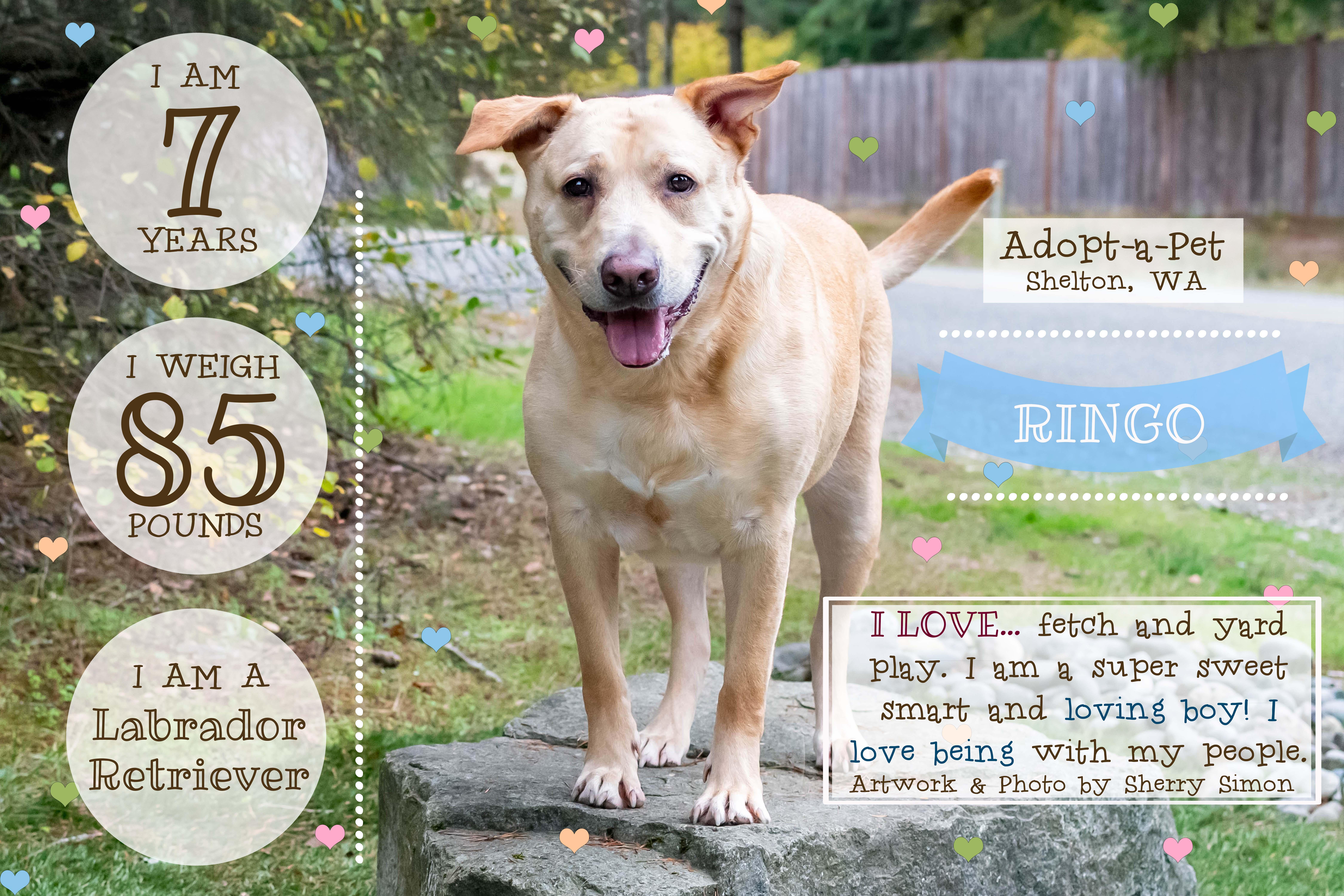 RINGO, a Adoptable mixed breed in Shelton, WA image 4/6