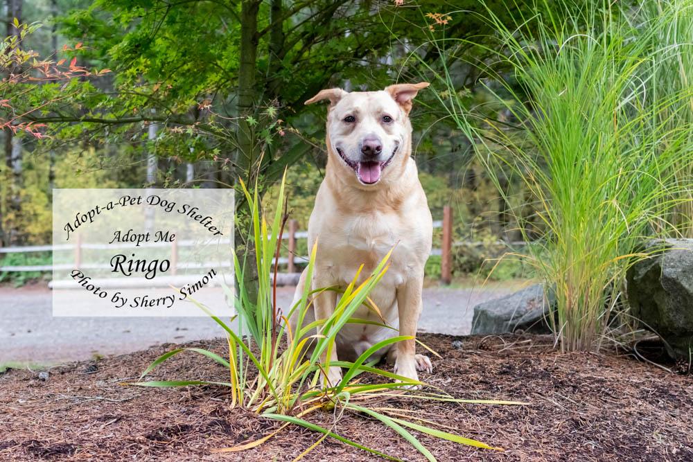 RINGO, a Adoptable mixed breed in Shelton, WA image 2/6