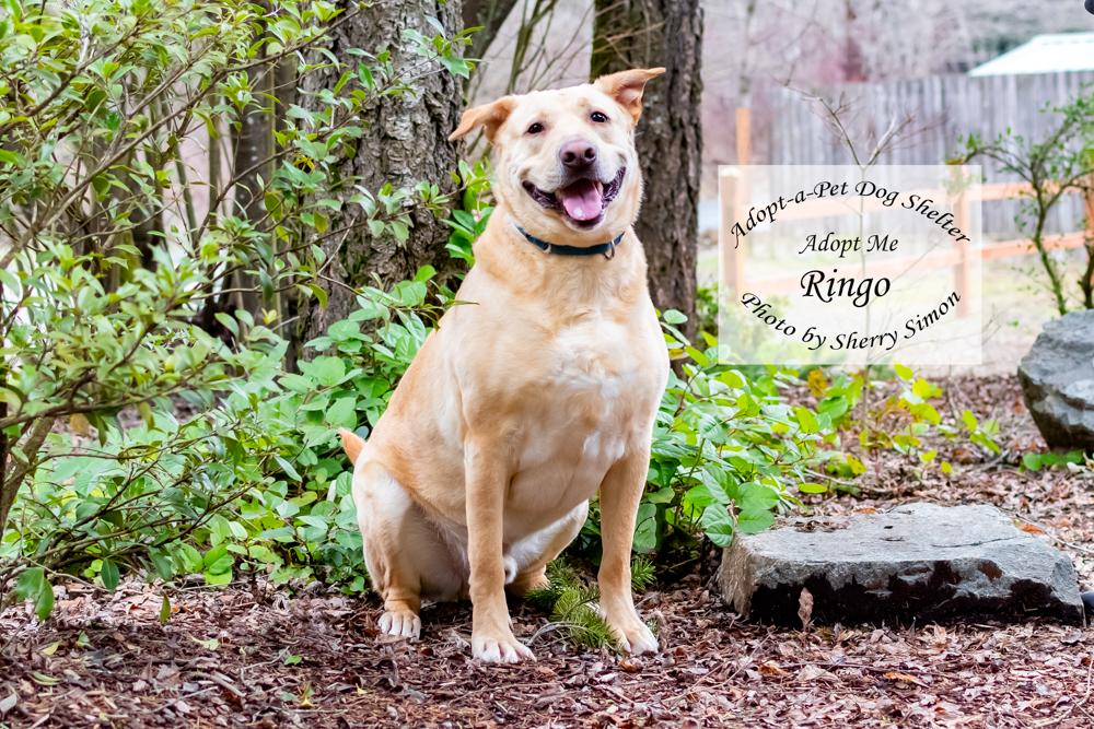 RINGO, an adoptable Labrador Retriever in Shelton, WA, 98584 | Photo Image 5