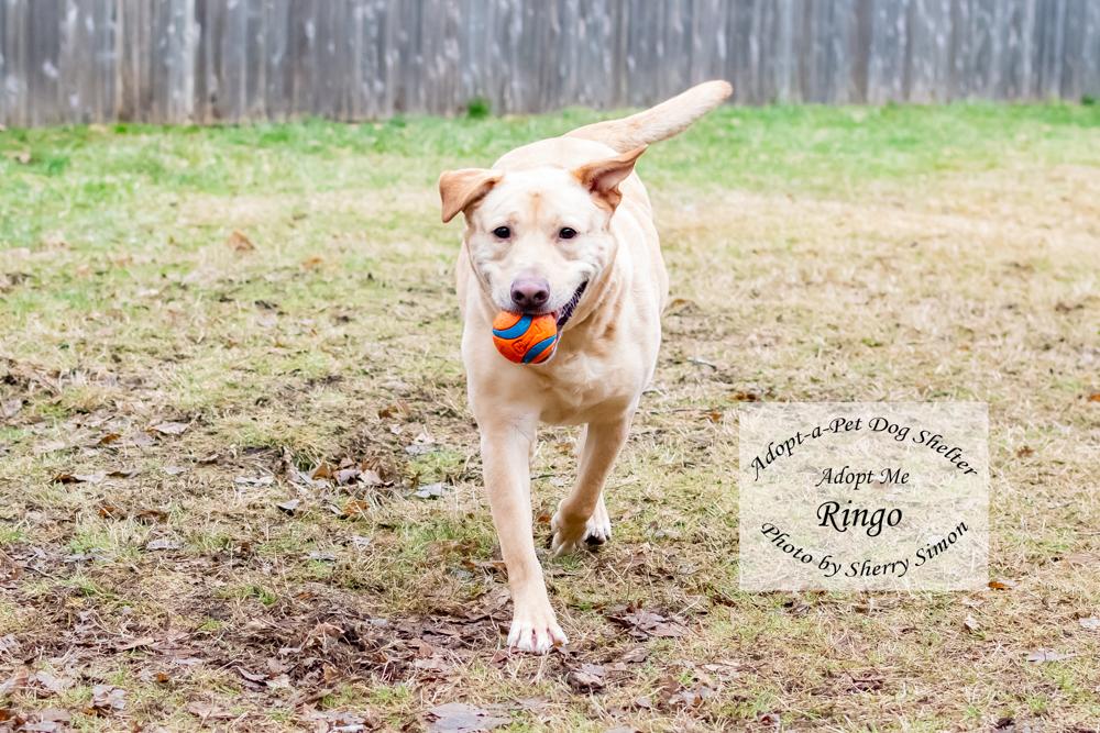 RINGO, an adoptable Labrador Retriever in Shelton, WA, 98584 | Photo Image 6