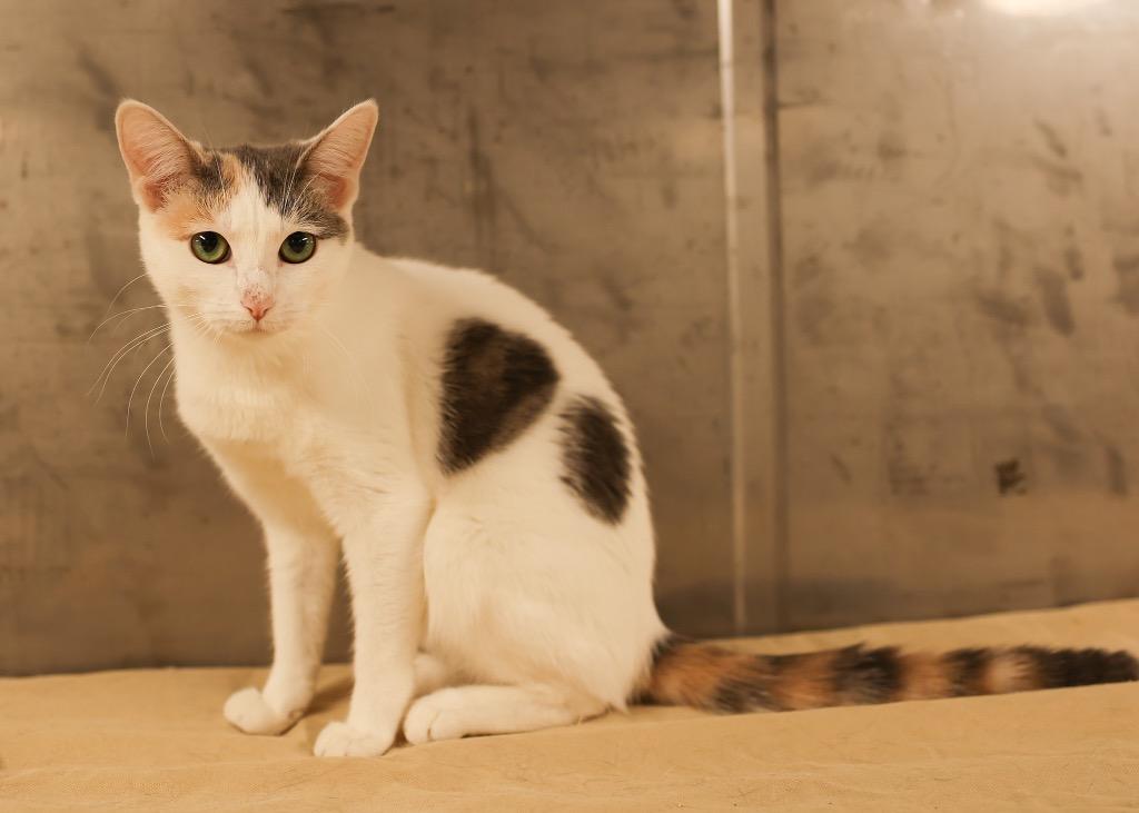 Enlarge Laylee, a Adoptable Dilute Calico in Mira Loma, CA image 1/1