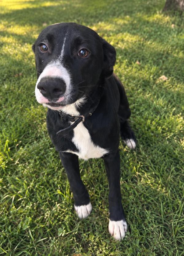 Rick, Adoptable, Young Male Black Labrador Retriever.