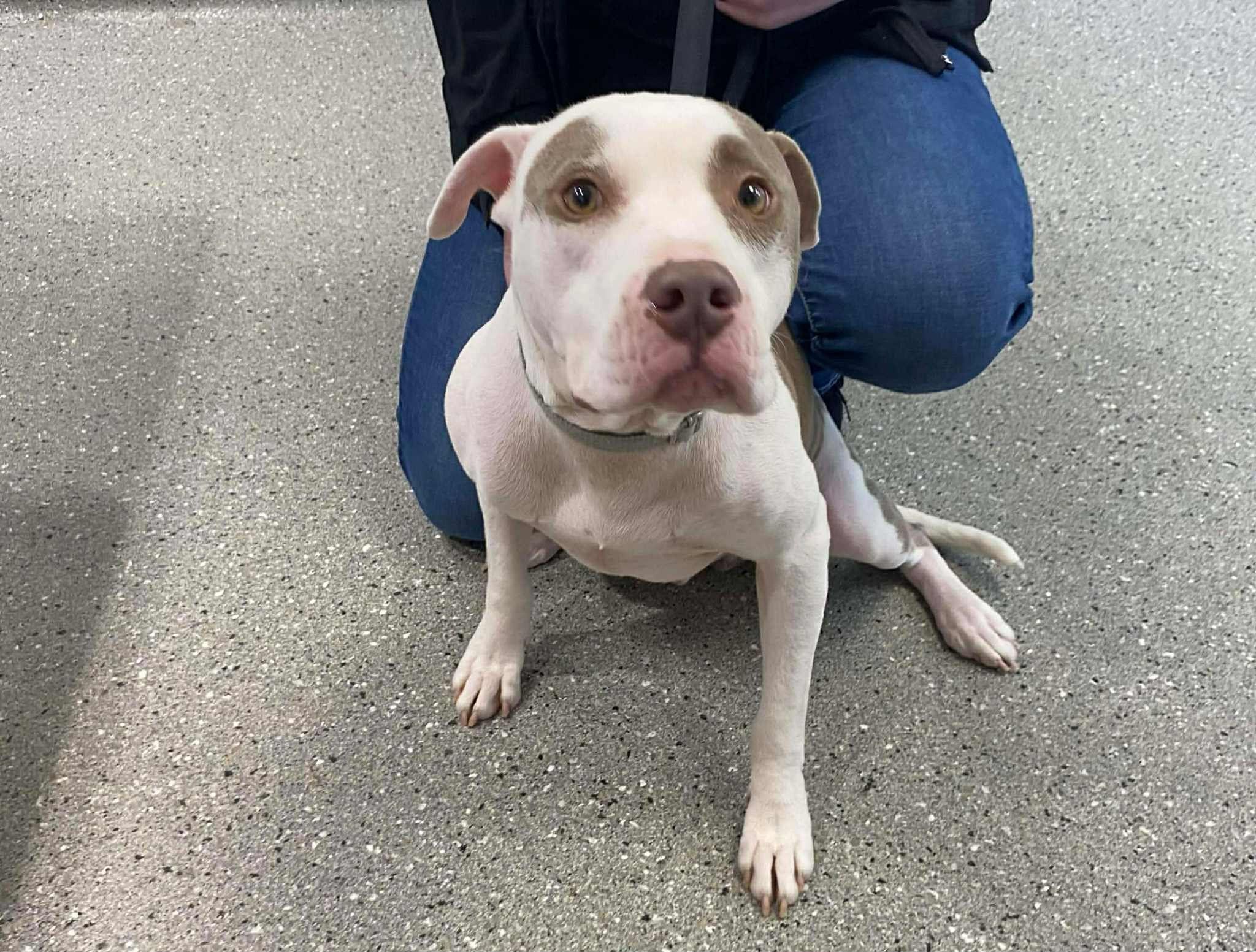 Ethan, ADOPTABLE, Adult Male Mixed Breed.