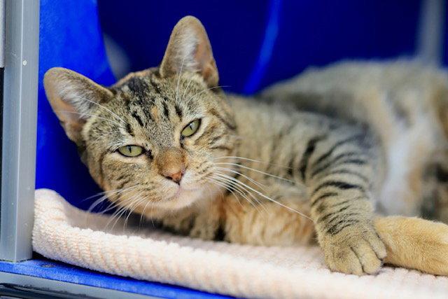 Conchita, Adoptable, Young Female Domestic Short Hair.