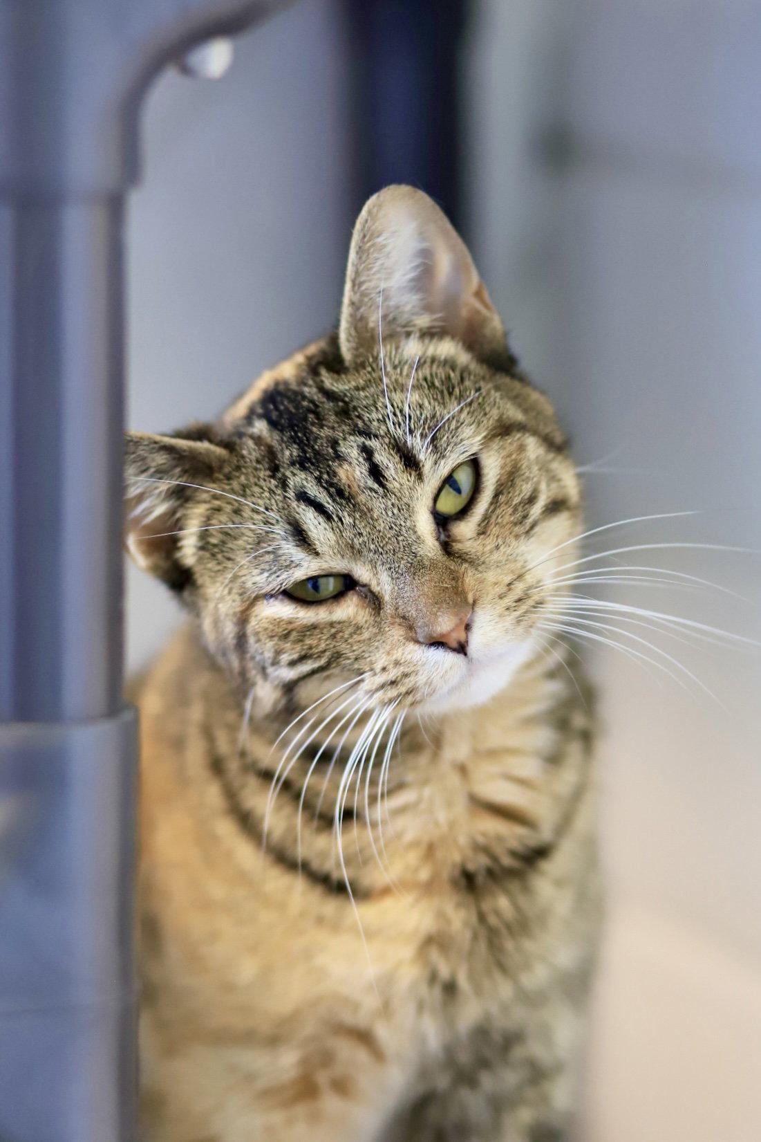Conchita, a Adoptable Domestic Short Hair in Webster, WI image 2/3