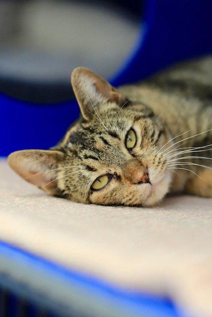 Conchita, a Adoptable Domestic Short Hair in Webster, WI image 3/3