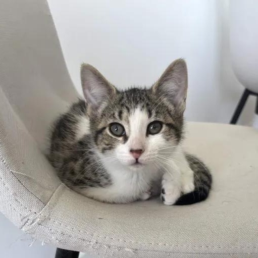 Brooklyn, a ADOPTABLE Domestic Short Hair in Weehawken, NJ image 1/5