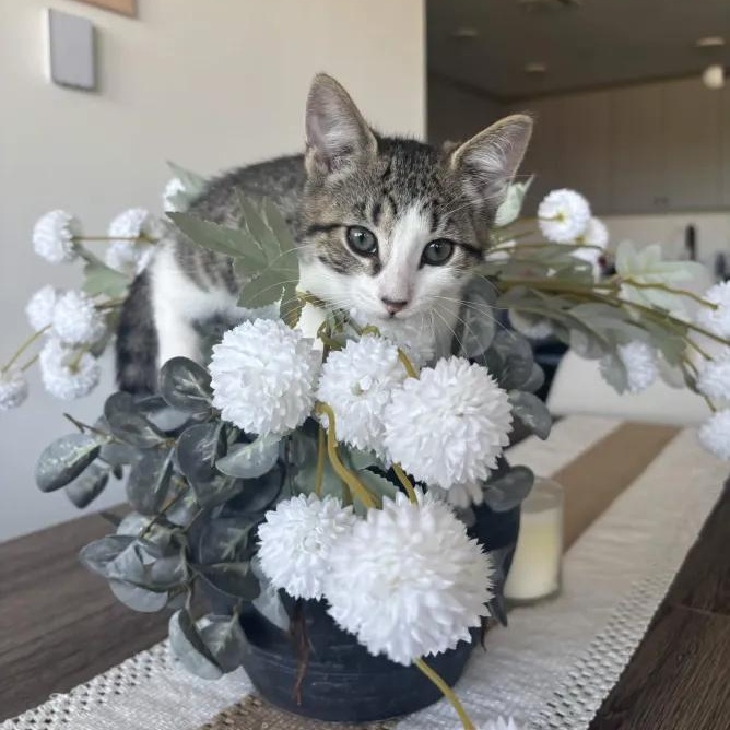 Brooklyn, a ADOPTABLE Domestic Short Hair in Weehawken, NJ image 2/5