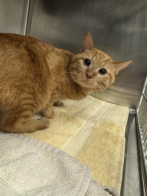 SHORT TAIL, Adoptable, Adult Male Domestic Short Hair.