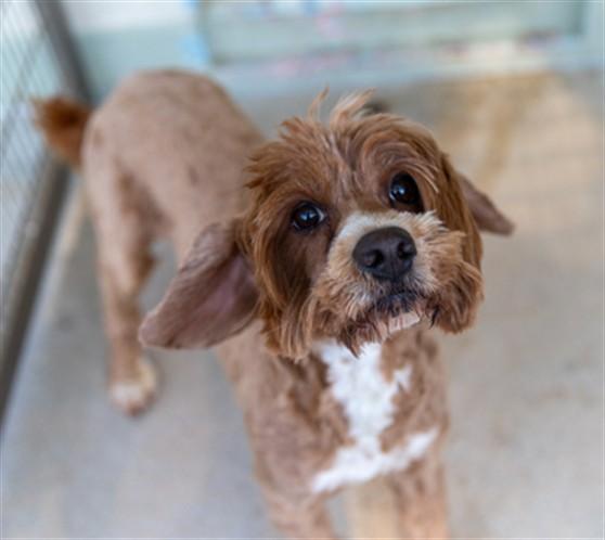 Enlarge JACK, a Adoptable Portuguese Water Dog in Brewster, MA image 1/1