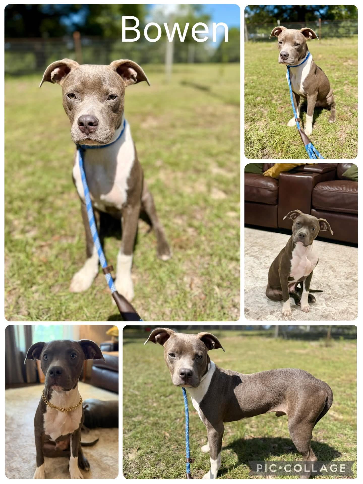 Bowen, ADOPTABLE, Young Male Pit Bull Terrier.