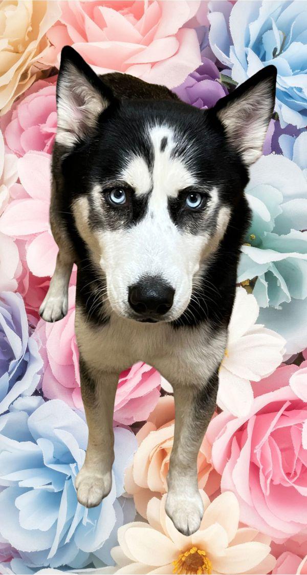 Enlarge Frayja, a Adoptable mixed breed in Salem, OR image 1/1