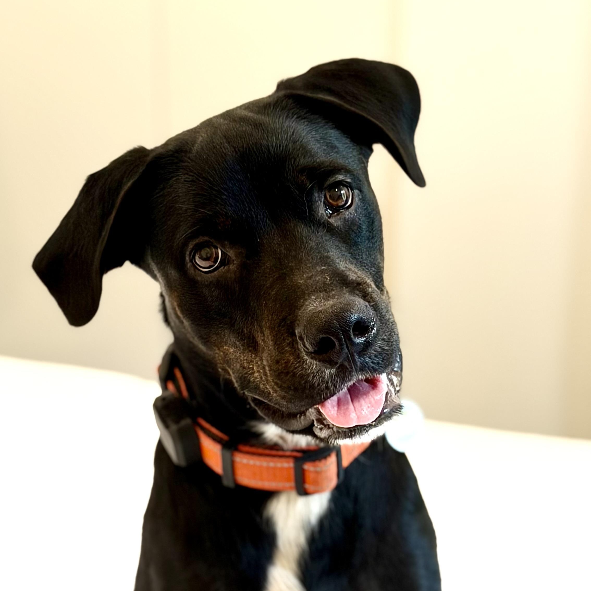 Enlarge Docile Desi, a Adoptable mixed breed in Lake Forest, IL image 1/5