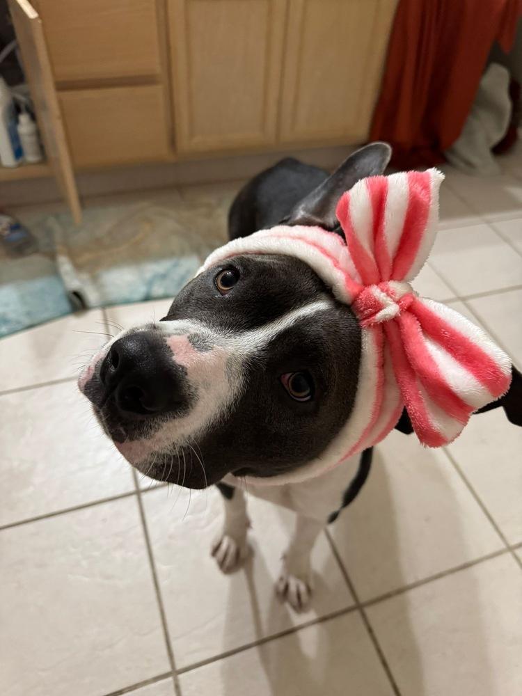 Enlarge Gypsy, a Adoptable mixed breed in Los Angeles, CA image 2/6