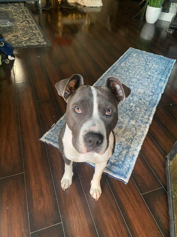 Enlarge Gypsy, a Adoptable mixed breed in Los Angeles, CA image 4/6