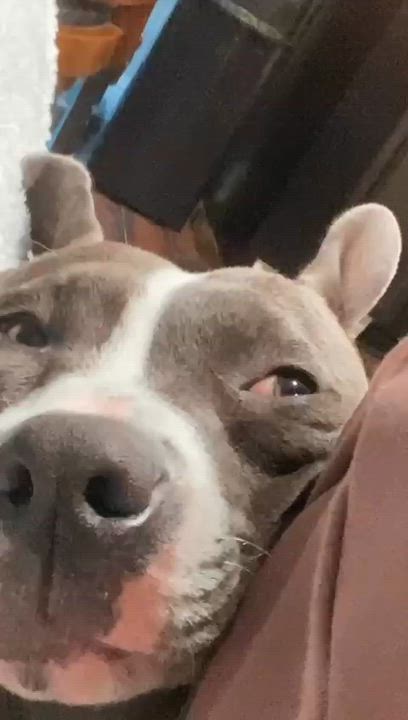 Enlarge Gypsy, a Adoptable mixed breed in Los Angeles, CA video 6/6