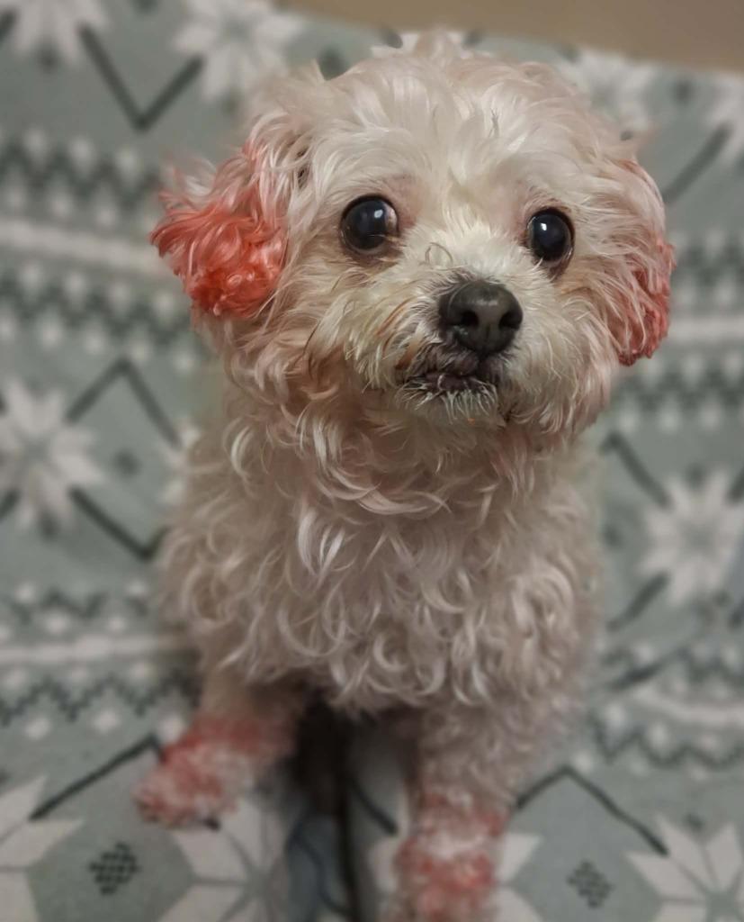 Pinkey — thumbnail 2