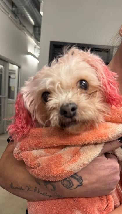 Pinkey — thumbnail 3