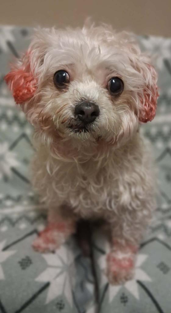 Pinkey — thumbnail 4