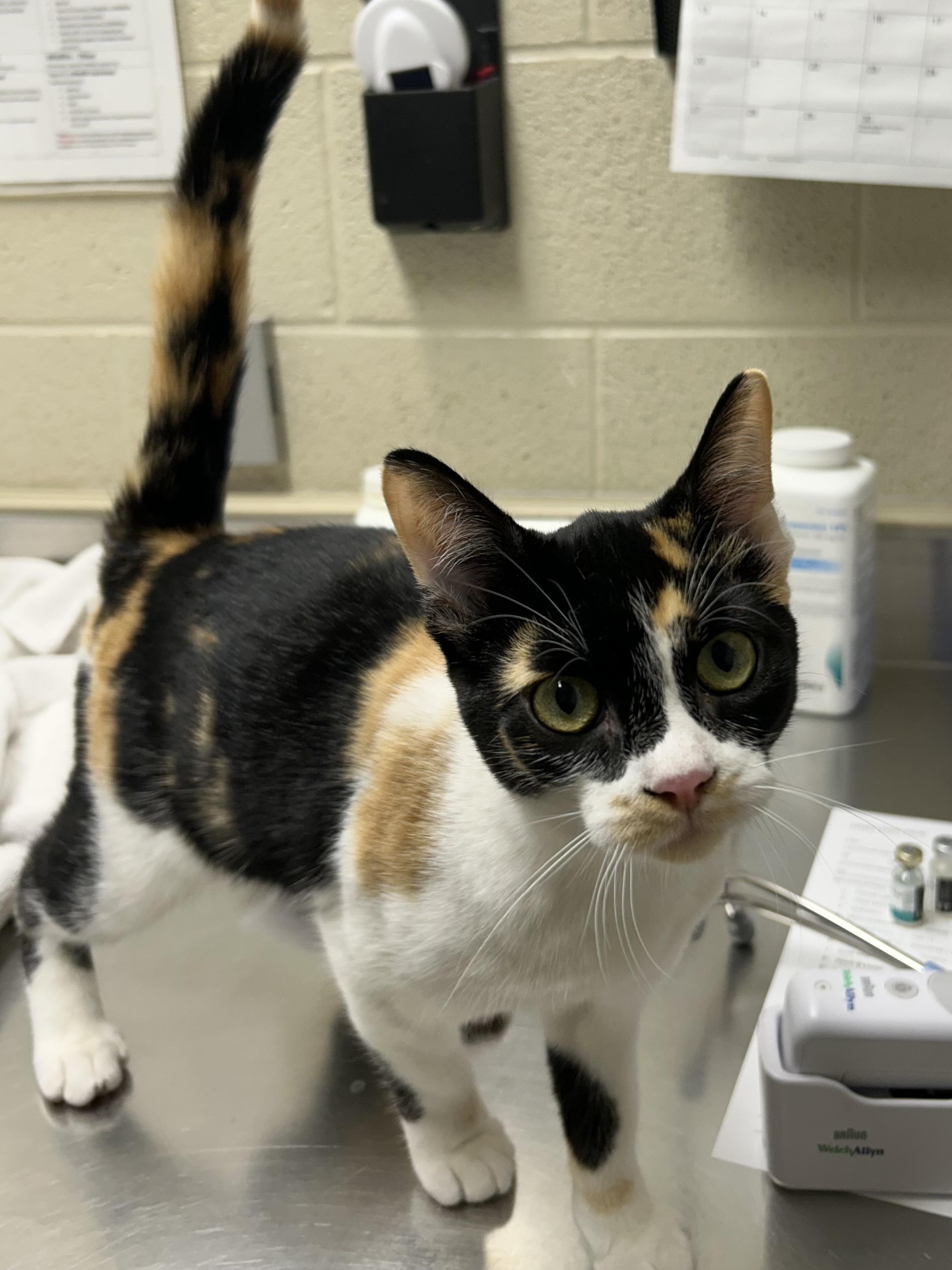 Spice, Adoptable, Young Female Domestic Short Hair.