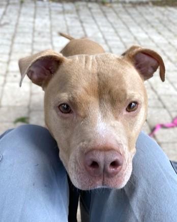 Enlarge Leilani, a Adoptable mixed breed in Washington, DC image 1/3
