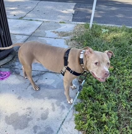 Enlarge Leilani, a Adoptable mixed breed in Washington, DC image 2/3