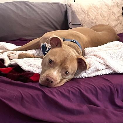 Enlarge Leilani, a Adoptable mixed breed in Washington, DC image 3/3